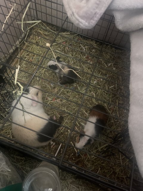 Baby guinea pigs