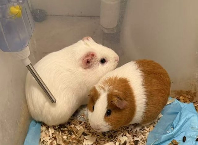 Looking for a Loving Home for Two Guinea Pig