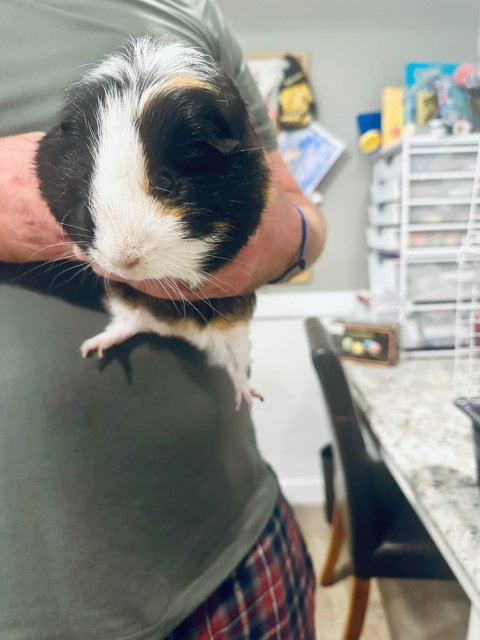 2 bonded male guinea pigs