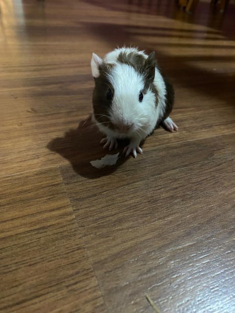 5 guinea pigs