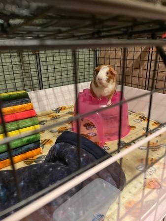 Senior Pig for Retirement Home