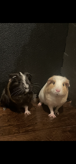 Two Female Guinea Pigs need new home!