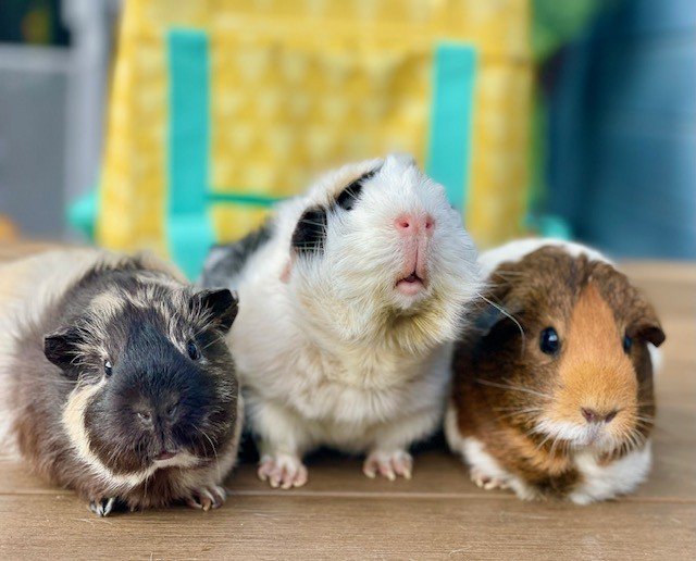 Three Little Piggies - All female