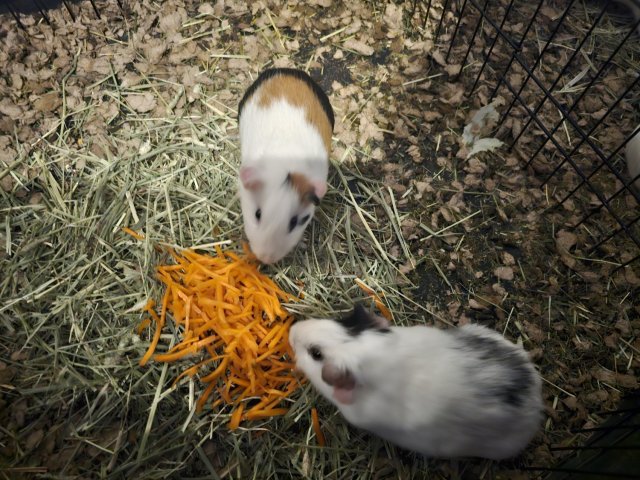 4 guinea pigs. 2 boys 2 girls.