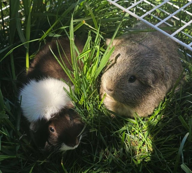 ❤️Female bonded duo 6 and 7 y/o❤️