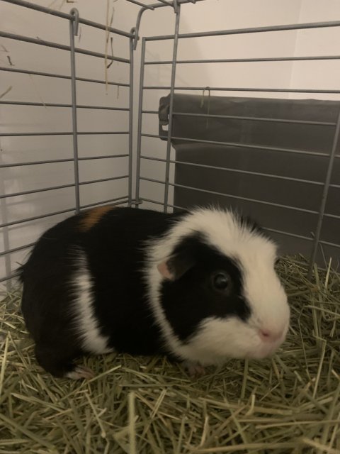 Male Guinea Pig for Adoption