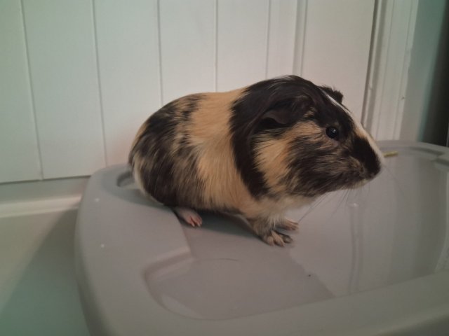 9 month old super cute, sweet guinea pigs