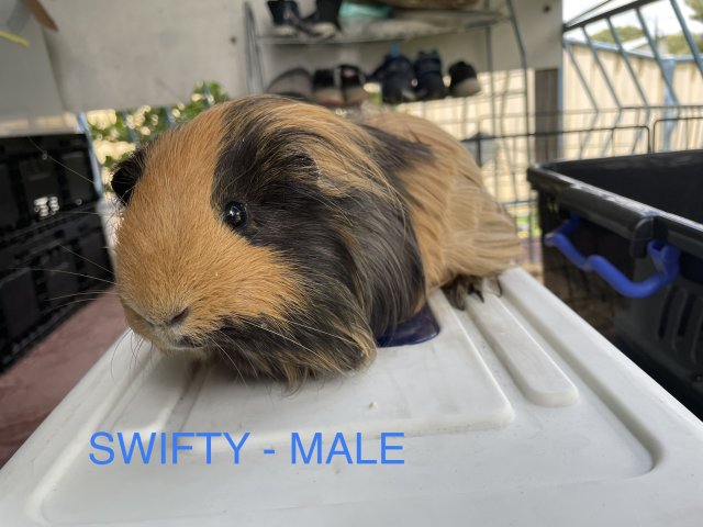 Rescuer guinea pigs