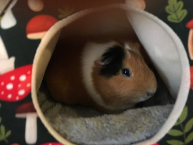 Two Male One Year Old Piggies