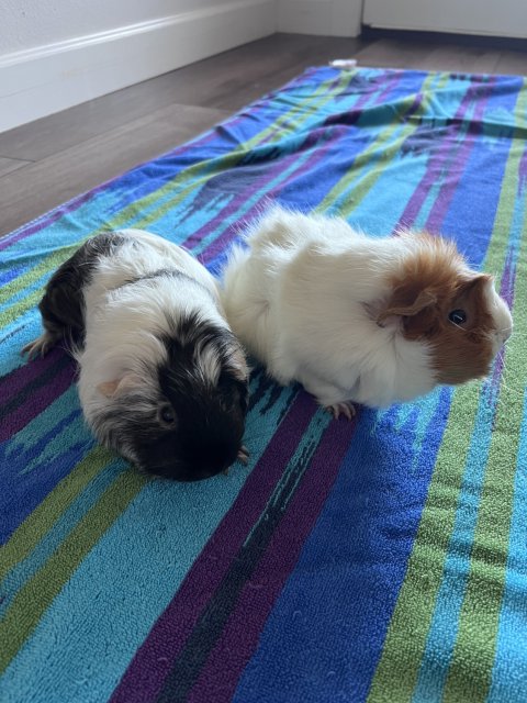 2 1.5 year female old guinea pigs