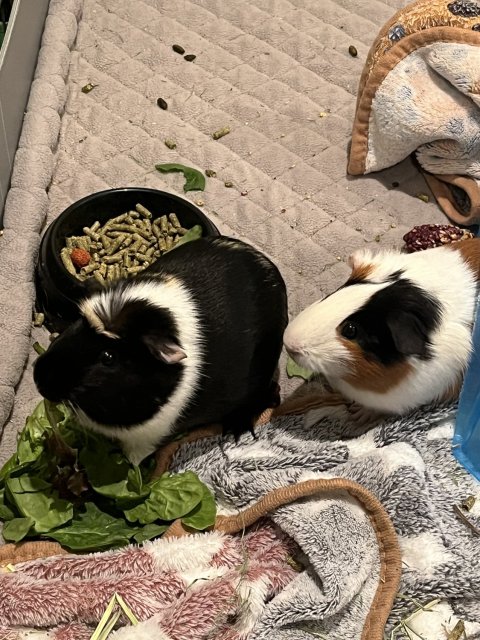 Bonded pair of 7 month old male guinea pigs.