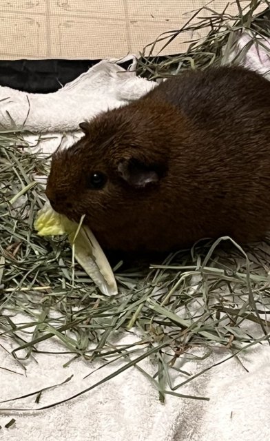 Guinea pig looking for a new buddy