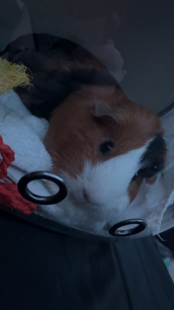 Female guinea pig Longview Tx