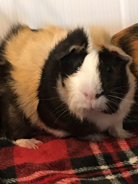 Beautiful 1 year old Male Guinea Pig
