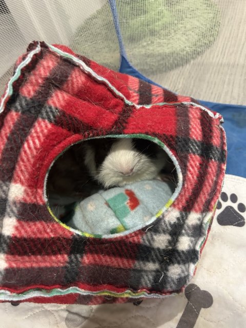 2 male Guinea pigs (about 2-3yrs old)