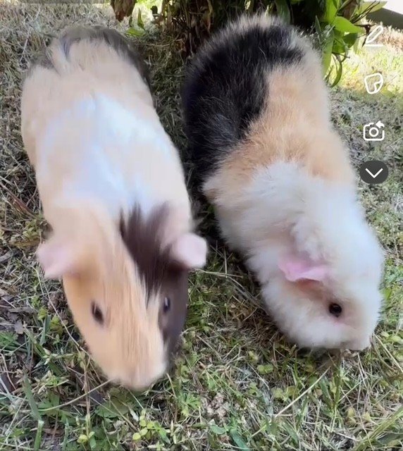 2 bonded male guinea pigs
