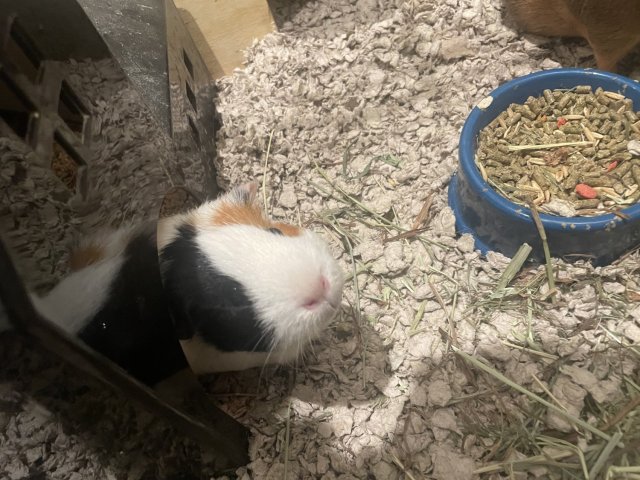 Two sweet females looking for a new home.