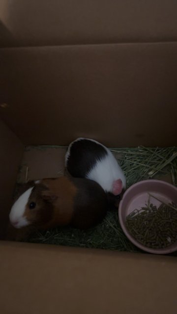 2 Female Guinea Pigs