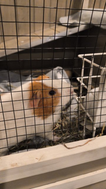 2 female guinea pigs