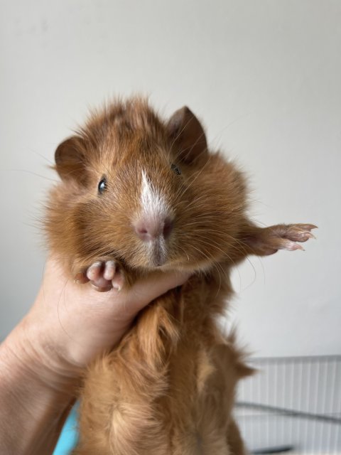 16 week old male Guinea Pig