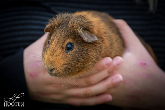 Family Fur-ever: Dad &amp;amp; Two Sons Rehome Ready