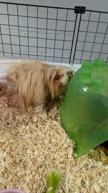 3 Bonded Male Long Haired Guinea Pigs