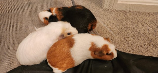 3 Female guinea pigs in need of a loving home