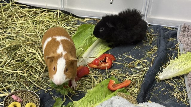 Two male guinea pigs looking for a new home