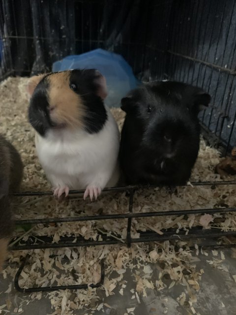 Two Chunky Girls