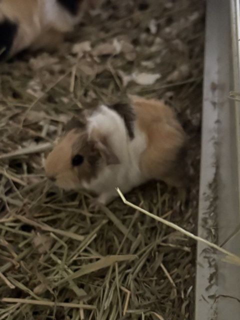3 Guinea pigs available