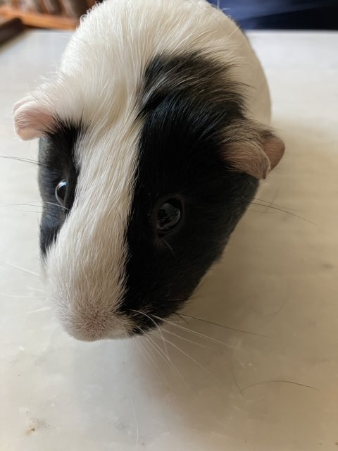 Two of the cutest female bonded guinea pigs