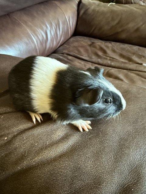 M/F Adolescent/Baby Guineas