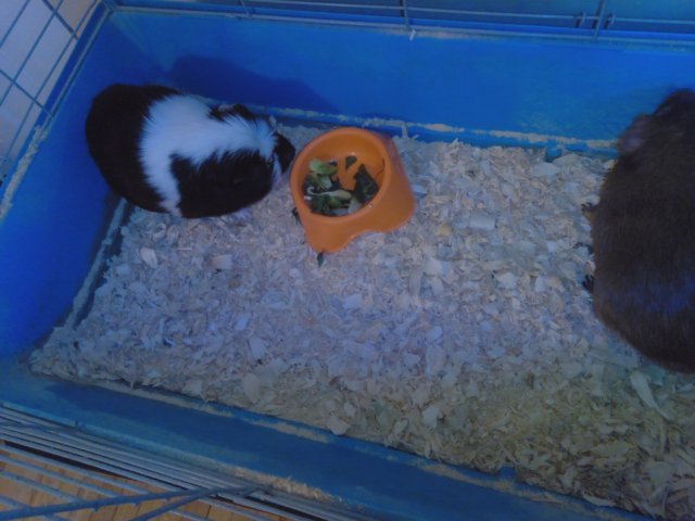 2 male guinea pigs coco and oreo, Vernon Ct