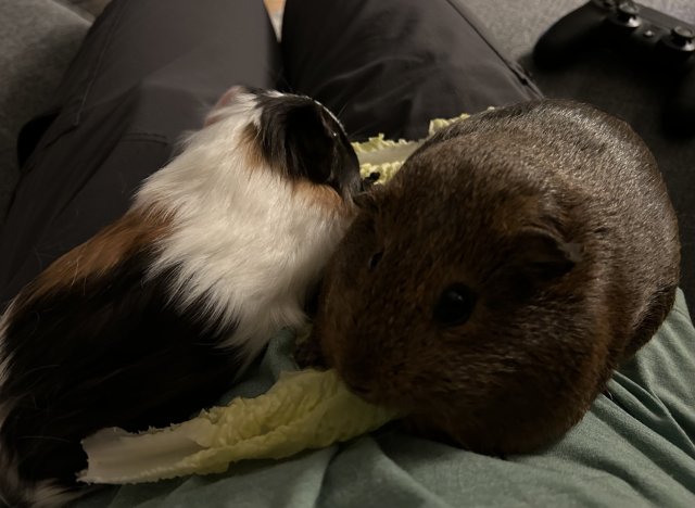 4 Friendly Piggies Available for Rehoming