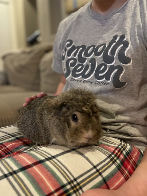 Two Female Guinea Pigs Need New Home