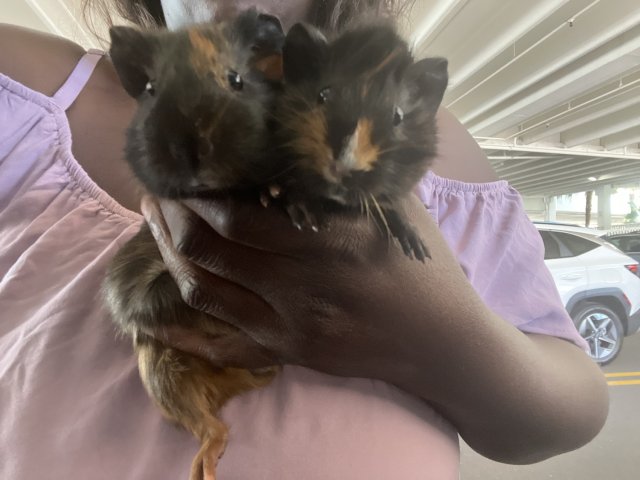 3 girls/ 2 boys need new home