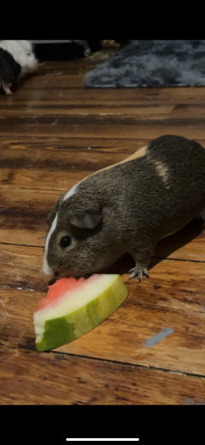 3 male guinea pigs