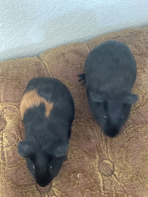 Two 5 Month Old Guinea Pigs