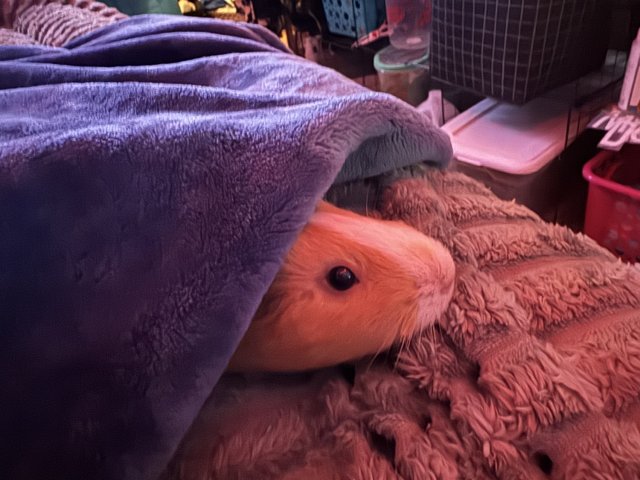 Rehome my 4 girl guinea pigs