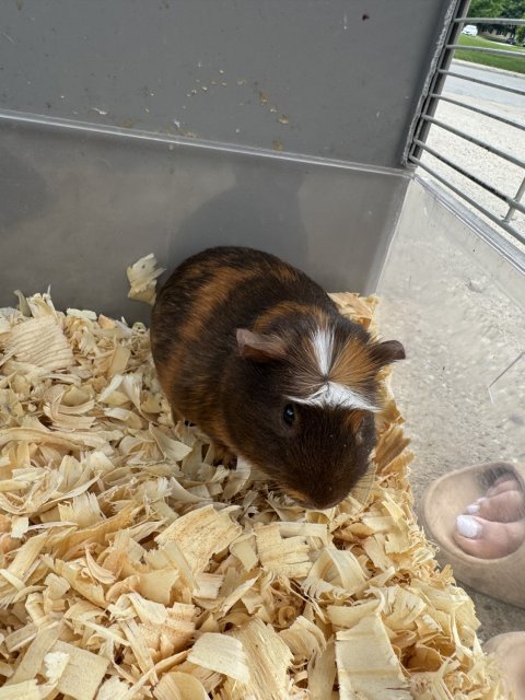 Sows &amp;amp; boars adoption