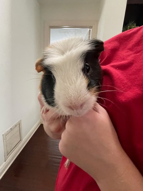 Kevin and Pumpkin has an amazing habitat!!