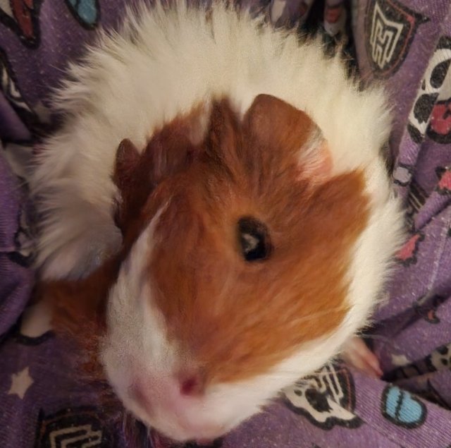 2 guinea pig females in need of a home!!