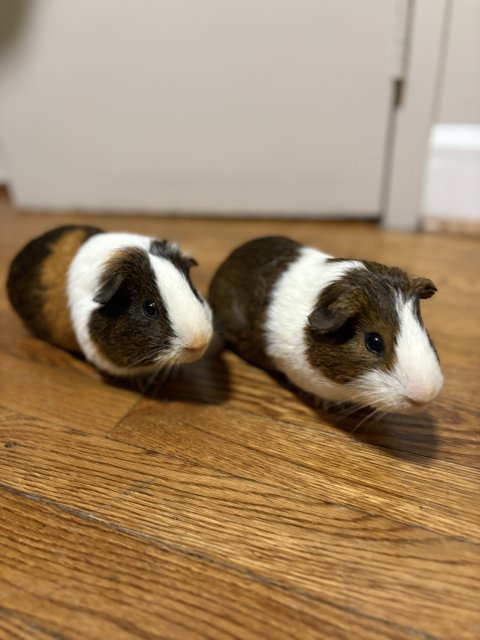 Two adorable male guinea pigs