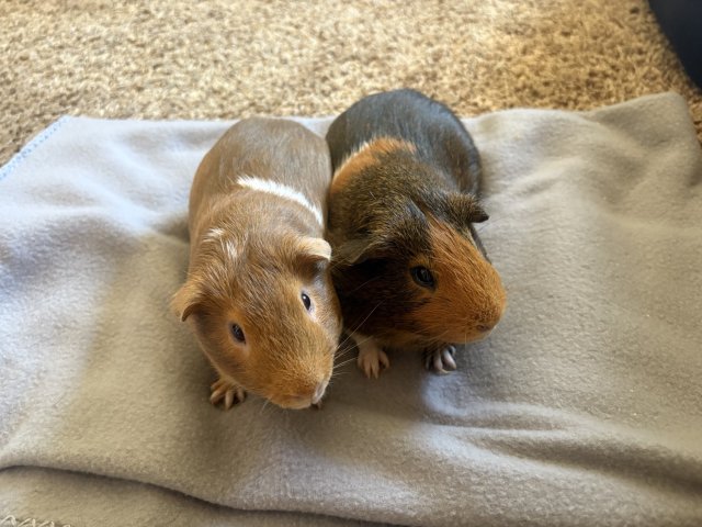 2 Male Guinea pig brothers