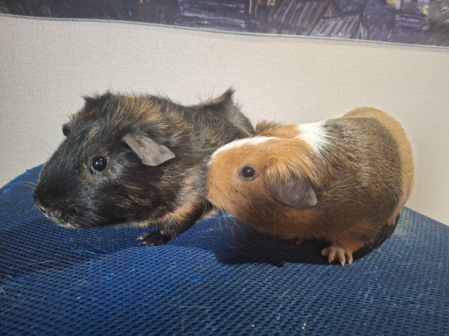 2 male guinea pigs + cage