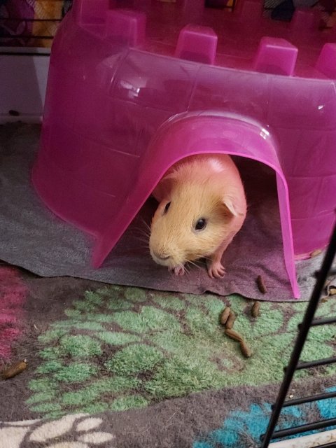 2 male guinea pigs in need of a new home