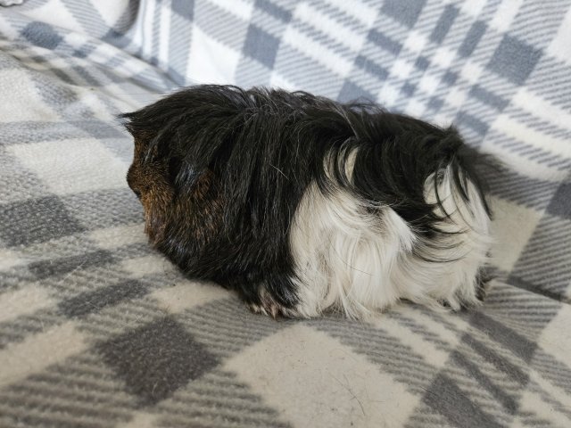 Sissy, 1 year old female
