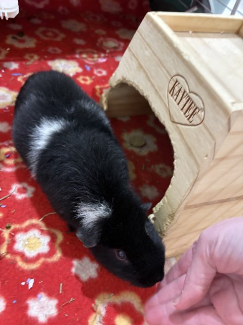 Sweet female bonded pair