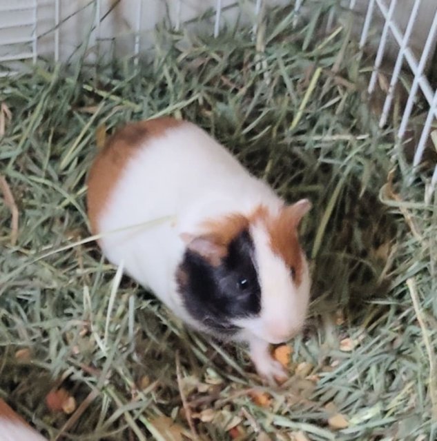 2 month old female bonded piggies