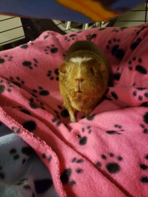 Buttercup needs a home!